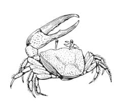 crab