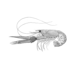 crab