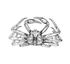 crab