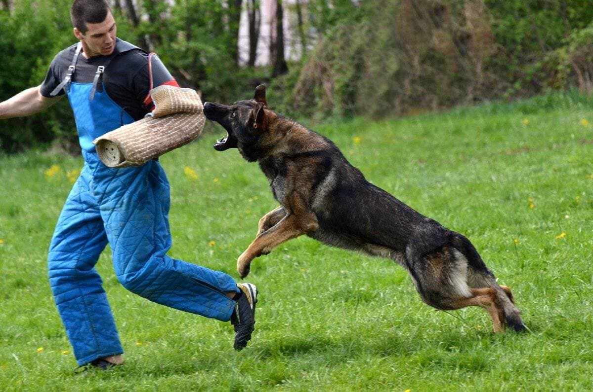 Тренировка Собаки