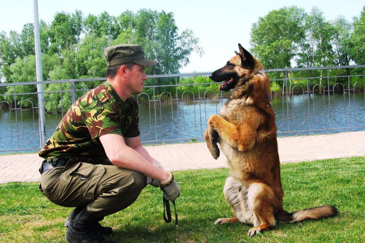Тренировка Собаки